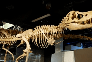melbourne museum 294x200