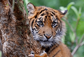 melbourne zoo 294x200